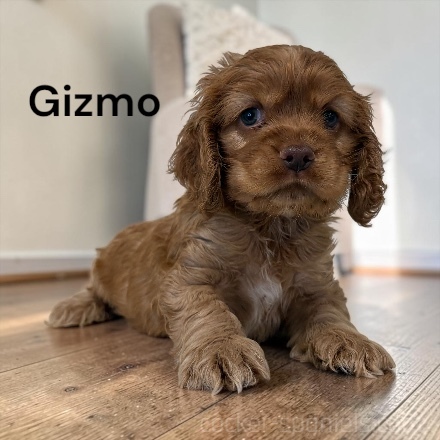 puppy, for, sale, Cocker Spaniel, Joe & Cherri  Overlease, dog, breeder, Miller, MO, dog-breeder, puppy-for-sale, forsale, nearby, find, puppyfind, locator, puppylocator, aca